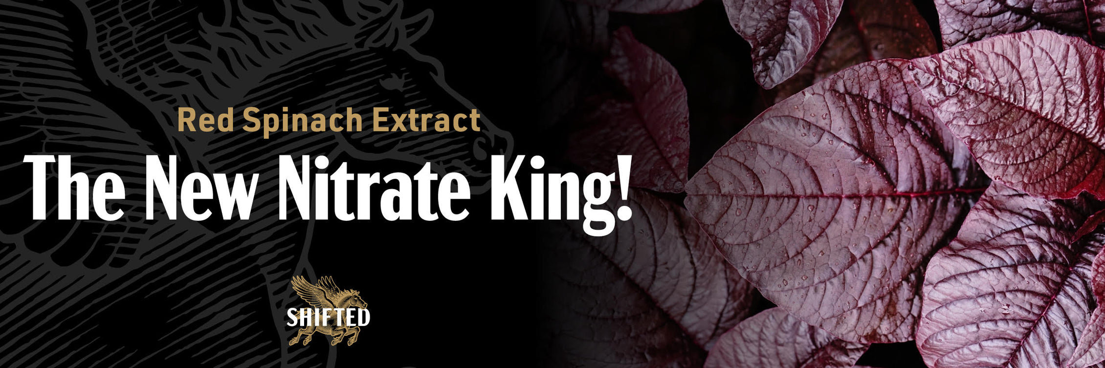 Red Spinach Extract The New Nitrate King for PreWorkout Supplements Shifted